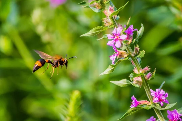 蜜蜂带着粉红花朵走近植物的一种选择性聚焦镜头 — 图库照片