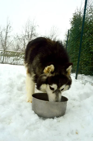Krásný Sibiřský Husky Pes Zvířecí Kleci — Stock fotografie