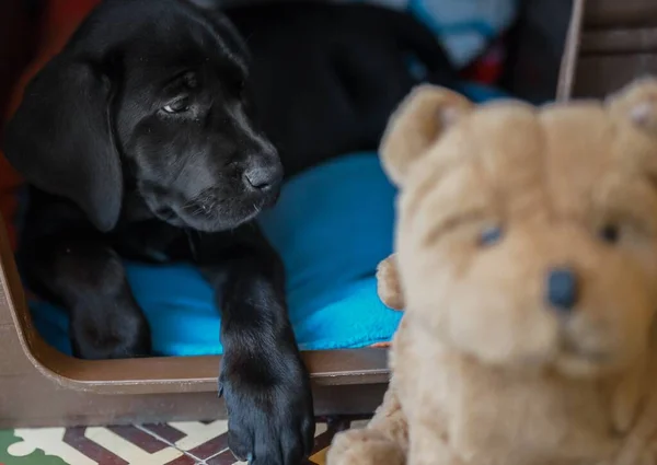 Egy Közeli Felvétel Egy Aranyos Fekete Labrador Kiskutyáról — Stock Fotó