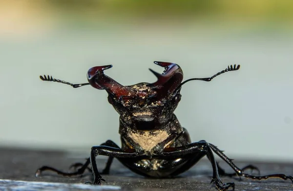 Uma Visão Frontal Foco Raso Close Tiro Besouro Lucanus Cervus — Fotografia de Stock