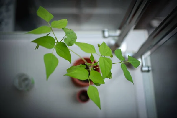 Ένα Πλάνο Πάνω Γωνίας Πράσινου Φυτού Καφέ Γλάστρα Λευκό Δάπεδο — Φωτογραφία Αρχείου