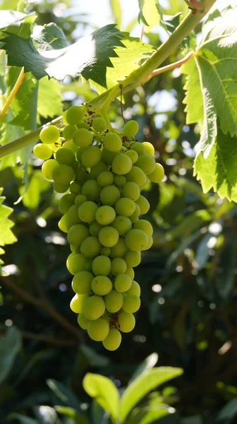 Een Verticaal Shot Van Een Bos Witte Druiven Met Een — Stockfoto