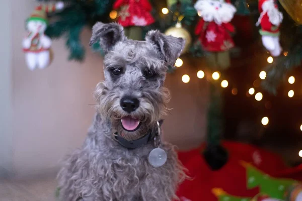 Nahaufnahme Eines Niedlichen Schnauzerhundes Mit Weihnachtsbaum Und Dekoration Hintergrund — Stockfoto