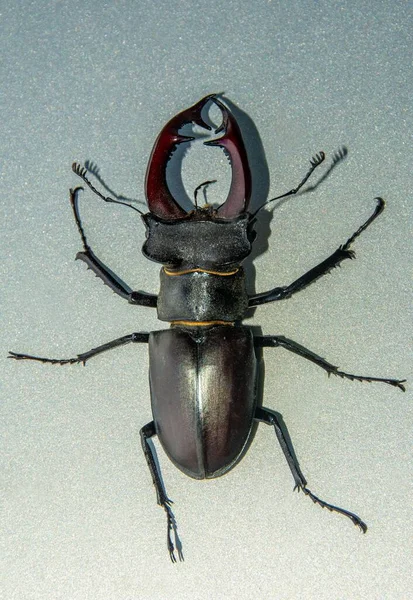 Yerde Lucanus Cervus Böceğinin Dikey Yakın Çekimi — Stok fotoğraf