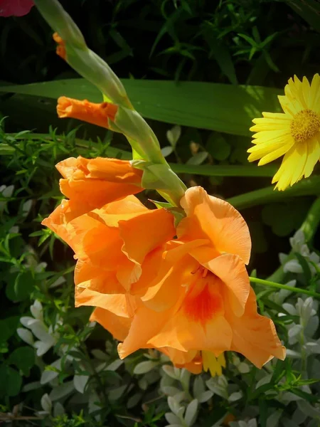 Pionowe Selektywne Ujęcie Ostrości Pomarańczowego Kwiatu Gladiolus Ogrodzie — Zdjęcie stockowe