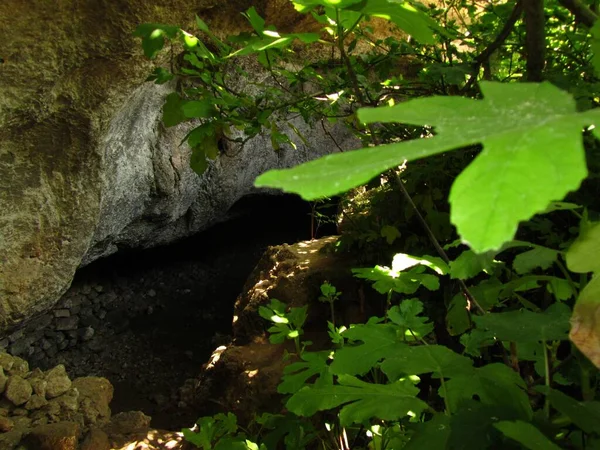 马耳他捕捉到的洞穴入口前野生无花果树叶子的选择性聚焦镜头 — 图库照片