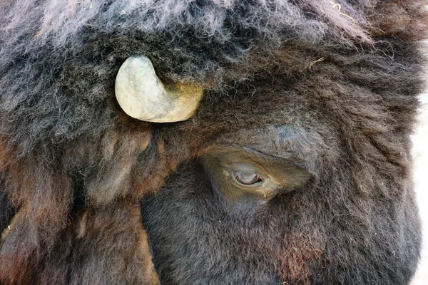 Tiro Perto Uma Cabeça Bison Norte Americano Olhando Chão — Fotografia de Stock