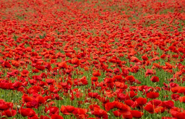 Une Mise Point Sélective Champ Fleurs Pavot Rouge — Photo