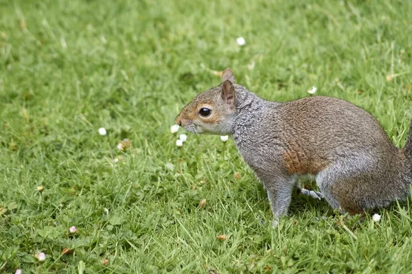 Ein Selektiver Fokusschuss Eines Eichhörnchens Auf Grünem Gras Großbritannien — Stockfoto