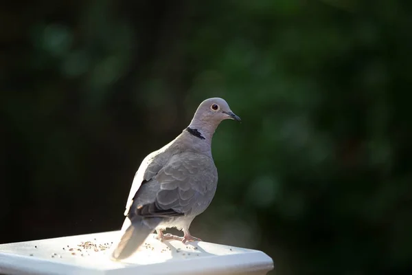 Primer Plano Una Paloma Pie Sobre Pilar Blanco — Foto de Stock