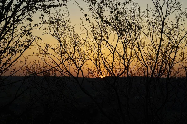 Uma Silhueta Árvores Pôr Sol — Fotografia de Stock