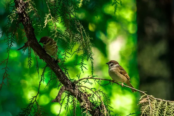 Closeup Shot Sparrows Perched Pine Tree Branch — Stock Photo, Image