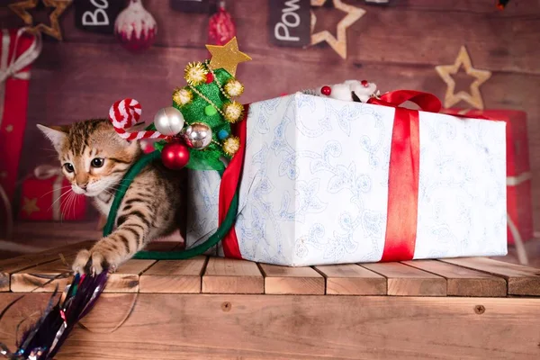 Eine Nahaufnahme Eines Gestromten Kätzchens Mit Weihnachtsbaum Und Geschenken — Stockfoto