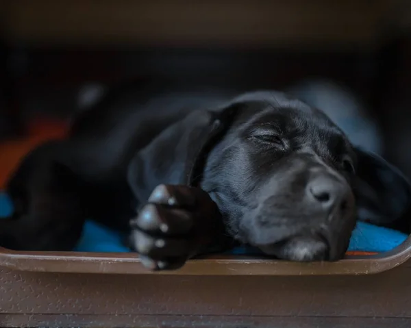 Detailní Záběr Roztomilé Černošky Labradorské Štěně — Stock fotografie