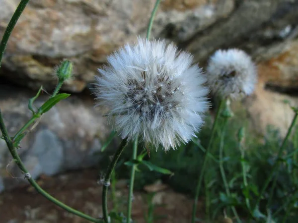 Selective Focus Shot Fluffy Seeds Sow Thistle Captured Malta — Stock Photo, Image