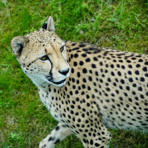 Närbild Bild Bild Gepard Med Suddiga Gröna Gräs Bakgrunden — Stockfoto