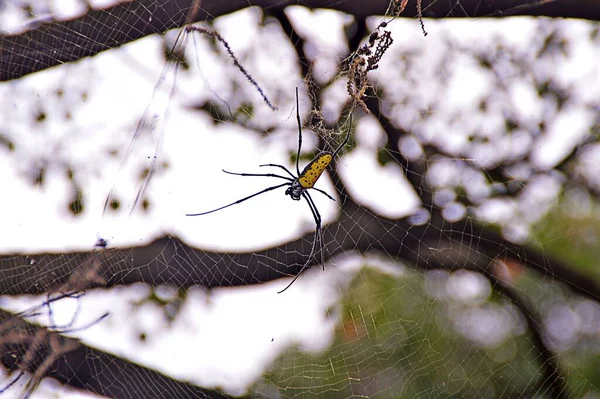 Belo Close Uma Aranha Amarela Fazendo Sua Teia Fundo Embaçado — Fotografia de Stock