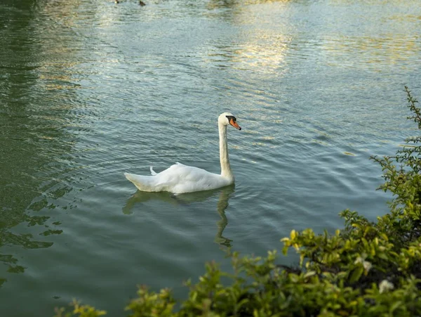 Nahaufnahme Eines Weißen Schwans Einem See Sonnenlicht — Stockfoto