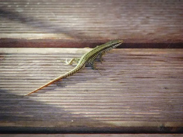 High Angle Shot Tiny Green Lizard Wooden Deck Daylight — Stock Photo, Image