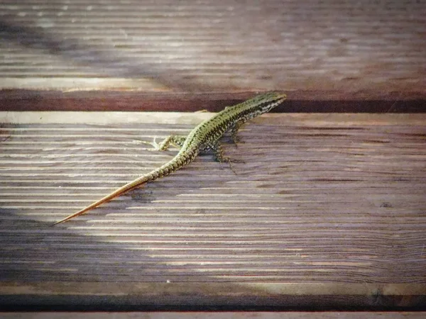 Tiro Ángulo Alto Pequeño Lagarto Verde Una Cubierta Madera Luz — Foto de Stock