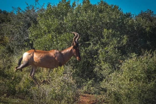 Ένα Τοπίο Από Ένα Hartbeest Στη Σαβάνα Της Νότιας Αφρικής — Φωτογραφία Αρχείου