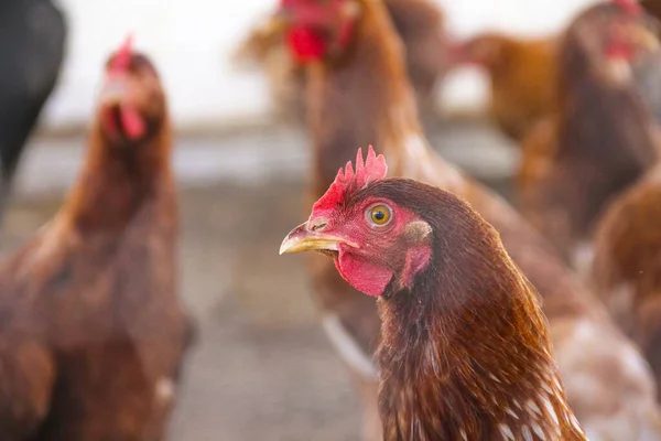 Kolundaki Kahverengi Tavukları Yakından Çek — Stok fotoğraf