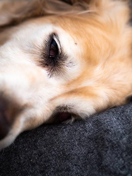 Tiro Close Cão Bege Deitado Perfeito Para Fundo — Fotografia de Stock