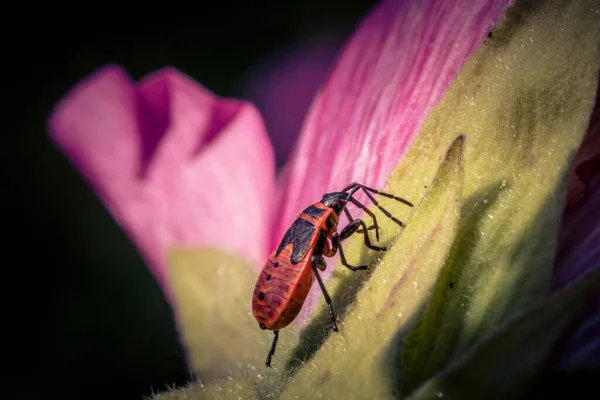 Een Macro Shot Van Een Europese Vuurwants Een Roze Bloem — Stockfoto