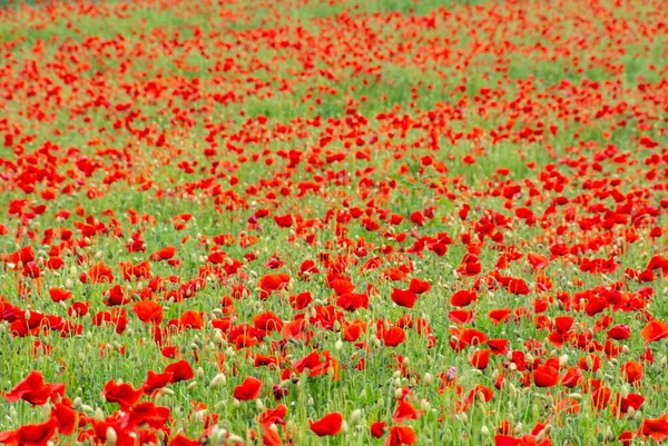 Enfoque Selectivo Campo Flores Amapola Roja — Foto de Stock