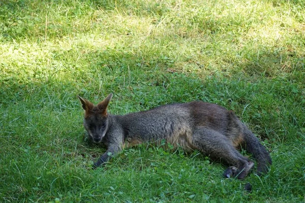 Een Prachtige Moeraswallaby Liggend Het Groene Gras — Stockfoto