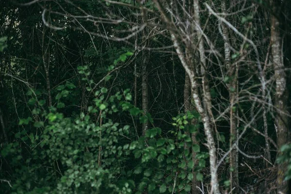 Tiro Perto Dos Ramos Das Árvores — Fotografia de Stock