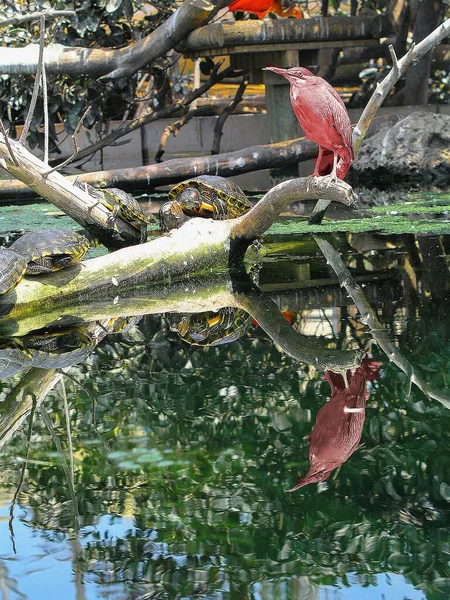 Plan Vertical Reflet Ibis Dans Lac — Photo