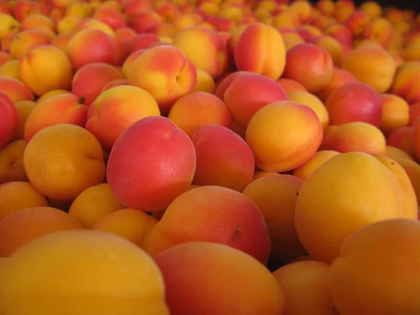 Zbliżenie Świeżych Dojrzałych Moreli Kolorach Żółtym Pomarańczowym Różowym — Zdjęcie stockowe