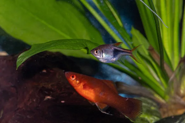 Nahaufnahme Eines Gelben Futterfisches Und Eines Aquarium Schwimmenden Grauen Fisches — Stockfoto