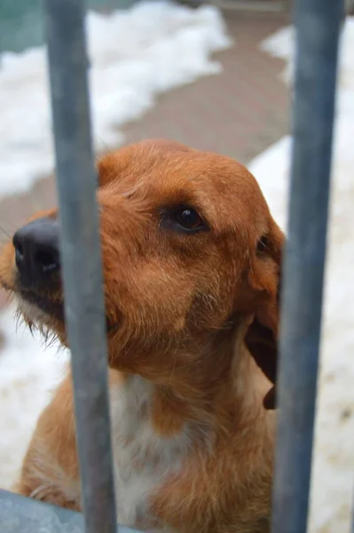 Tiro Close Cachorro Marrom Cão Dachshund Uma Gaiola — Fotografia de Stock