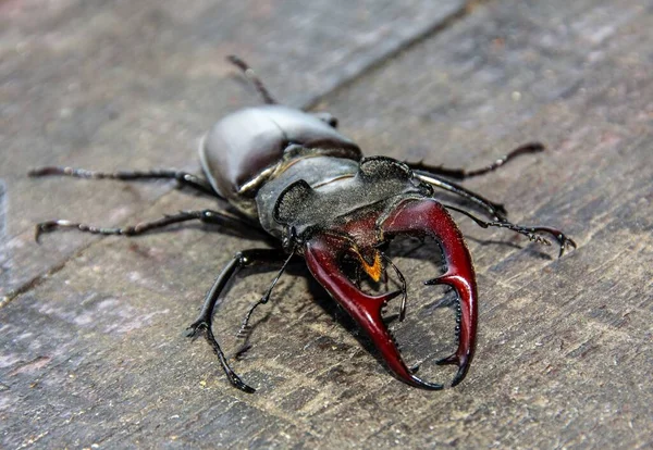 Ένα Κοντινό Πλάνο Ενός Σκαθαριού Του Lucanus Cervus Στο Πάτωμα — Φωτογραφία Αρχείου