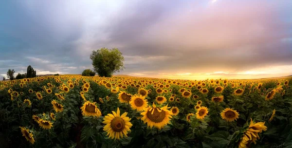 Ein Schöner Schuss Sonnenblumen Auf Den Feldern — Stockfoto