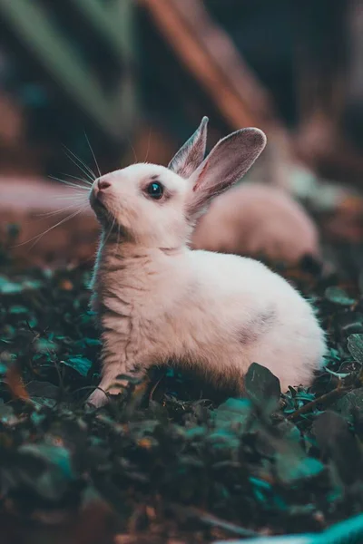 Eine Selektive Fokusaufnahme Eines Entzückenden Weißen Kaninchens Perfekt Für Das — Stockfoto