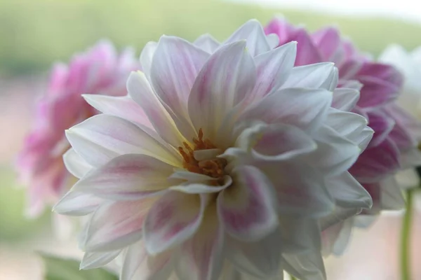 Une Mise Point Sélective Une Belle Fleur Dahila Dans Les — Photo