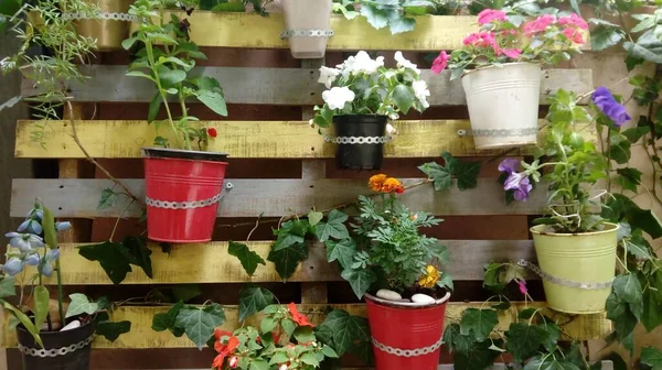 Flera Typer Växter Flerfärgade Hinkar Fästa Vid Träbitarna Väggen — Stockfoto