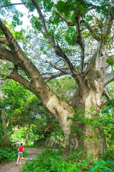 Svislý Záběr Člověka Který Běhá Pod Velkým Baobabem — Stock fotografie