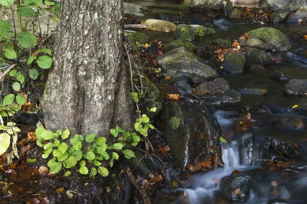 Plan Rapproché Tronc Arbre Bord Une Rivière Rocheuse — Photo