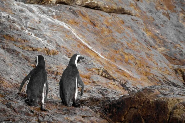 Een Landschapsopname Van Afrikaanse Pinguïns Een Rotsachtig Gebied Zuid Afrika — Stockfoto