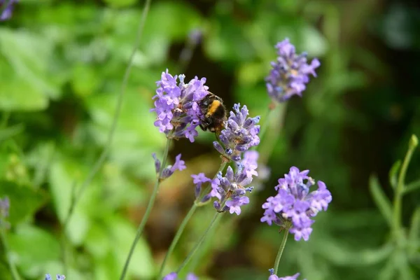 在田里采集薰衣草花蜜的蜜蜂的特写照片 — 图库照片