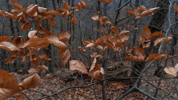 Лісах Сіулати Румунія Знімок Сухого Жовтого Листя — стокове фото