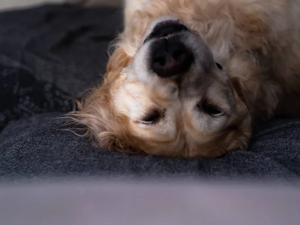 Selektiv Fokusbild Beige Hund Lagd Svart Soffa Perfekt För Bakgrund — Stockfoto