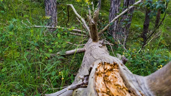 Plan Horizontal Tronc Arbre Tombé Ses Branches Dans Une Forêt — Photo