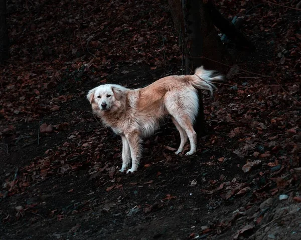 公園内のカメラを見ている白とオレンジの毛皮を持つ野生の犬 — ストック写真