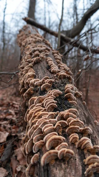 Kmen Stromu Pokrytý Hnědou Houbou Lese Ciulata Rumunsko — Stock fotografie