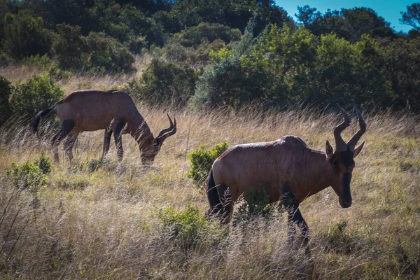 Ένα Τοπίο Γεμάτο Hartbeests Στη Σαβάνα Της Νότιας Αφρικής — Φωτογραφία Αρχείου